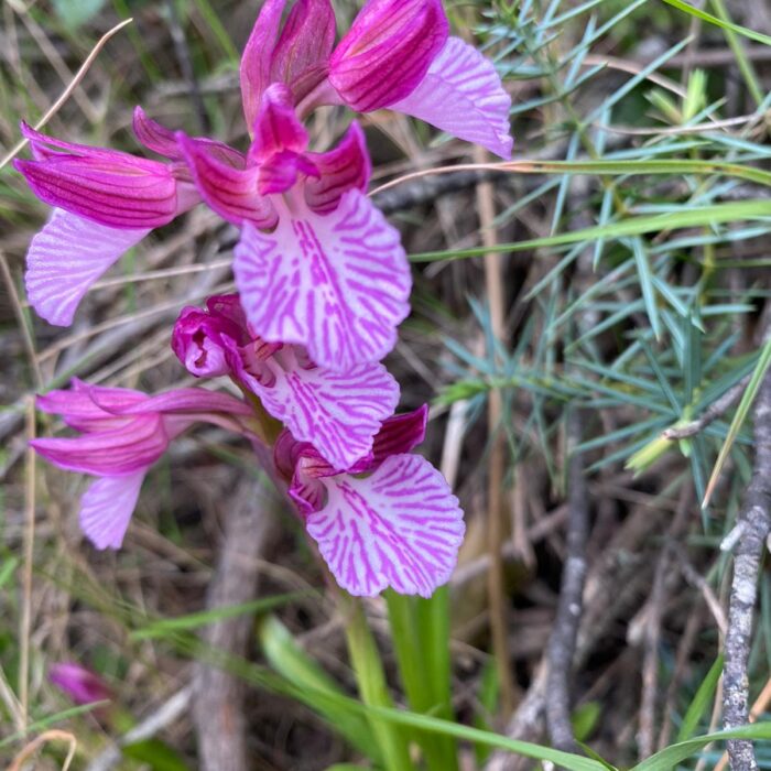 I miei amati Tacchi ogliastrini e le loro orchidee